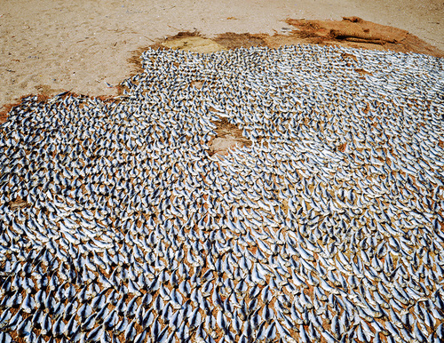 La vague-Chennai, 2007.