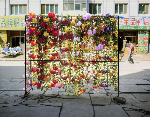 Fleurs - Suihua, 2011.