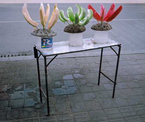 Tricolore-Linyi, 2007.