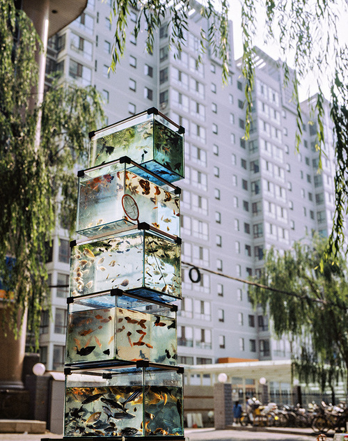 Ascendant poisson-Taiyuan, 2007.